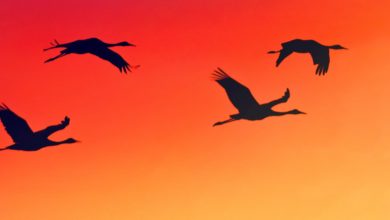 Geese flying. Photo: National Park Service.