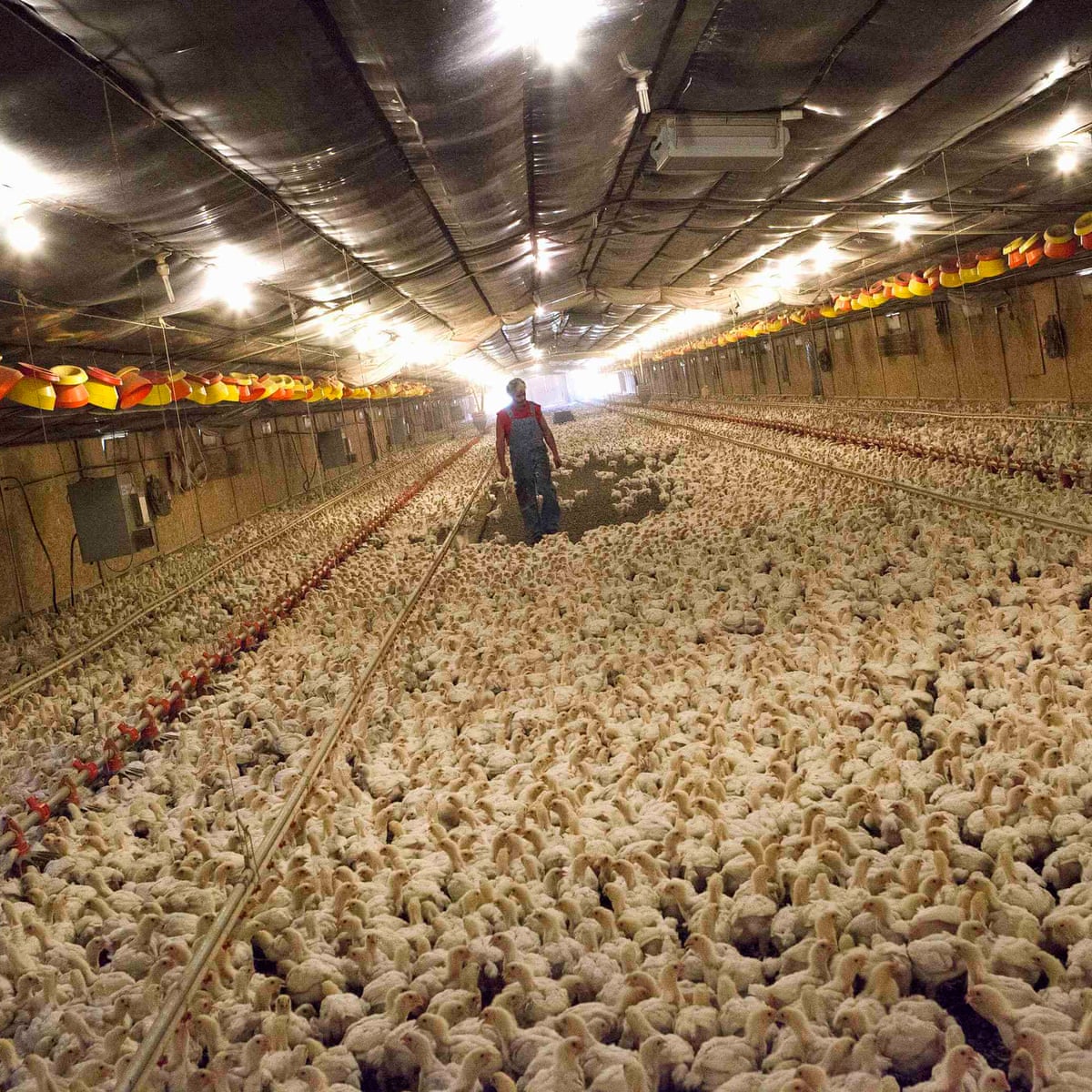 The Factory Farm Takeover Of Agriculture: Food, Farming And Capitalism ...